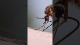 Mosquito breeding prevention  Mosquito Control Tips from DoMyOwn 🦟 pestcontrol mosquitocontrol [upl. by Maurita442]