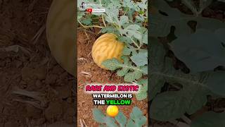 Unique How To Planting Melon Seed✅️🥝 Part 01 🌍 shorts unique [upl. by Brote]