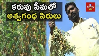 Ashwagandha Cultivation  Success Story Of Farmer Gajendra Reddy  9533729953  hmtv Agri [upl. by Araed]