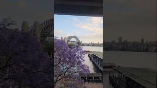 Coming up to Circular Quay Station  Sydney Australia  Jacaranda Season  17th October 2023 [upl. by Jobey]