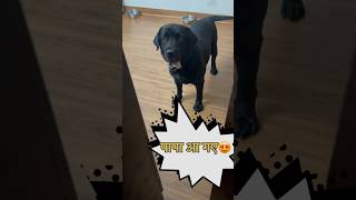 My Dog Loves Me trending doglover dog [upl. by Atkins]