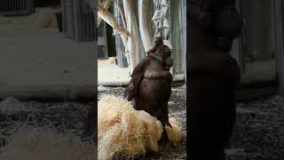 Mrs Sari and little Kendarishortsfunnyorangutansfunnyanimalsfunnyvideozoo [upl. by Neetsuj]