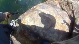 HUGE FISH tries to INHALE 15quot TROUT Merced River CA [upl. by Stanzel551]