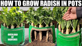 Growing White Radish From Seeds Till Harvest  IN 30 DAYS ONLY [upl. by Schubert300]