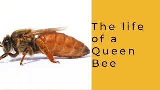 Life of a Queen Bee [upl. by Aysahc]