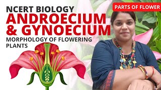 Androecium and Gynoecium  Class 11  NCERT Biology [upl. by Turro]