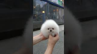 Cute white miniteacup Pomeranian puppy video😘💖 [upl. by Adnihc451]