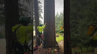 Climbing a Thick Fir Tree treeworker stihl treetrimming shorts [upl. by Salahcin]