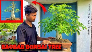 BAOBAB BONSAI TREE  BONSAI TREE  SANI BONSAI ZONE bonsai [upl. by Krock]