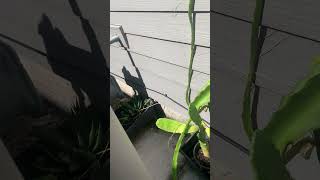 This is how my pitahaya plant is growing 🙂 [upl. by Collimore]