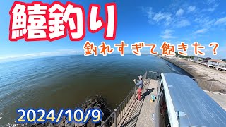 【愛知県釣り】2024109 初心者連れて鱚釣り＃225 [upl. by Einhapets]