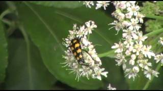 Longhorn Beetle  Strangalia quadrifasciata [upl. by Johnath920]