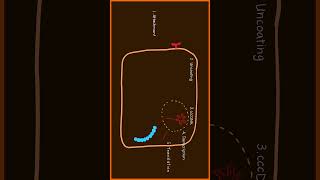 Hepatitis B Virus Replication Part 2 of 3 usmle [upl. by Dnalerb]