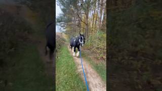 Idziemy przez las z koniem 🐴🌲🍁 horse horselover horses forest horsetraining relaxing walk [upl. by Ceciley]