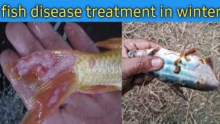 how to protect fish from disease in winter  fish disease treatment [upl. by Liatrice]