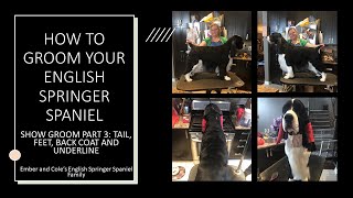 HOW TO GROOM YOUR ENGLISH SPRINGER SPANIEL SHOW GROOM PART 3 TAIL FEET BACK COAT AND UNDERLINE [upl. by Leahey767]