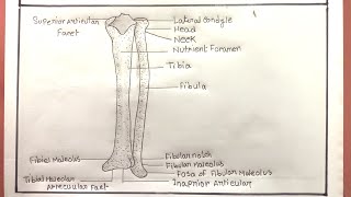 How To Draw Radius And Ulna BoneRadius And Ulna Diagram [upl. by Ymmik]