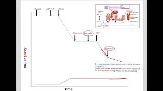 510 Understand not memorize metabolism Inhibitors and uncouplers of ETCOP [upl. by Merrile]