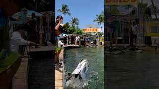 Bait wait FEED Feeding the tarpon at Robbie’s of Islamorada 🐟 tarpon tarponfeeding islamorada [upl. by Mayrim]