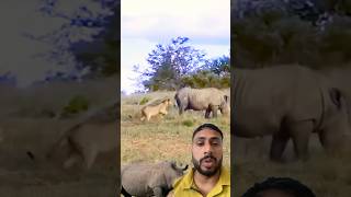 Omg 😦 lion 🦁 safari rhino wildlife rhinos rhinocerous lion [upl. by Ahtennek]