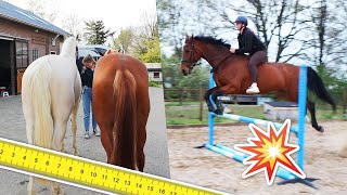 ZONDER ZADEL SPRINGEN paarden METEN amp JARIG  felinehoi VLOG 567 [upl. by Erminia]