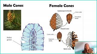 Seed Plants Gymnosperms [upl. by Ahaelam]