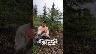 AMANITA MUSCARIA 🍄  mushrooms amanita natureeducation wildmushrooms pacificnorthwest [upl. by Wilonah]