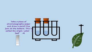 AQA A LEVEL BIOLOGY  REQUIRED PRACTICAL 7 CHROMATOGRAPHY [upl. by Frederiksen]