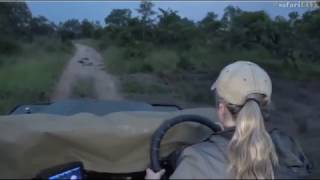 March 24 2017 Large Elephant Bull doing the Musth Swagger towards Tayla [upl. by Wallinga]