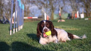 Getting Along with Other Pets English Springer Spaniel Guide [upl. by Ttocserp455]