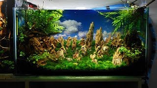 Ivory Tower Aquascaping aquarium setup step by step [upl. by Karlis726]