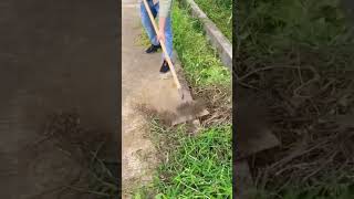 Multipurpose Spade Tool for removing Cool grass satisfying shorts [upl. by Emyam]