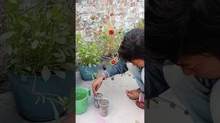 How To Grow Gaillardia Foam Seeds With UpdatesGaillardia flower 🌼🌹🌹🌹gardening shorts viral [upl. by Valonia945]