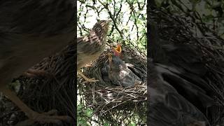 Babbler feeding video birdnest nature beautifulnest birdsounds nesting [upl. by Ydderf]