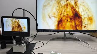 Andonstar  AD246SM 2000X Trinocular UHD 2160P HDMI Digital Microscope Lens D Review andonstar [upl. by Silma]