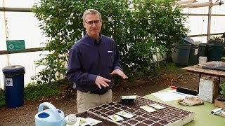 How to Grow Vegetables Indoors for Transplanting [upl. by Bray]