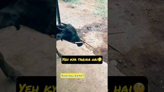 Kyu karte aisa 🤔 rooftop GOAT farming facts earn farm pets animals [upl. by Jaret810]