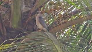 Diwali greetings from majestic royal SHIKRA Tachyspiza badia or Accipiter badius in Mapusa [upl. by Boony]