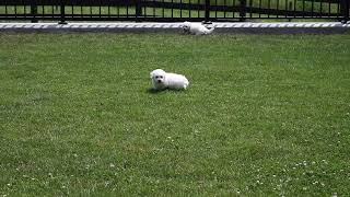 Bichon Frise Puppies For Sale [upl. by Prager315]