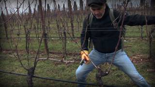 Marco Simonit  Dimostrazione pratica potatura della vite a Guyot  Guyot pruning [upl. by Edmee89]