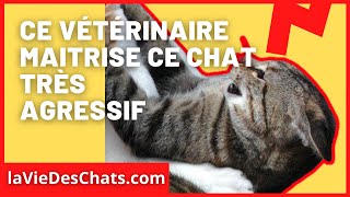 Comment soigner un chat très agressif  A voir dans le nouveau Test [upl. by Ditter]