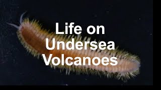 Life on Undersea Volcanoes [upl. by Schreiber]