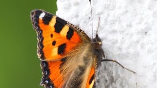 Von der Raupe zum Schmetterling Kleiner Fuchs [upl. by Fritze963]