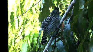 Encounter with the Enchanting Barred Antshrike Captivating Vocal Performance in Panama [upl. by Niloc]