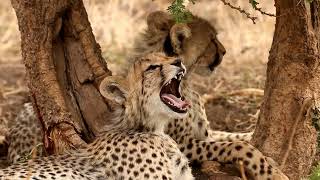 B1 Serengeti Wildlife Safari Adventure Video [upl. by Guyon]