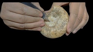 Ammonite Stephanoceras limestone jurassic fossil preparation [upl. by Leaffar]