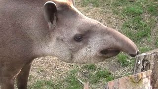 Tapir anta Tapirus terrestris  ZOO Zamość [upl. by Grant705]