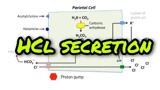 Mechanism of secretion of HCl Alkaline tide [upl. by Haym]