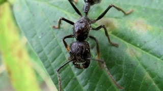 Holding a bullet ant Paraponera clavata [upl. by Raddatz]