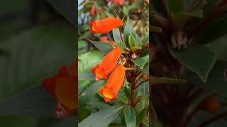 Gloxinia sylvatica gloxinia Gloxiniasylvatica boliviansunsetgloxinia flowers meghalaya [upl. by Einna]